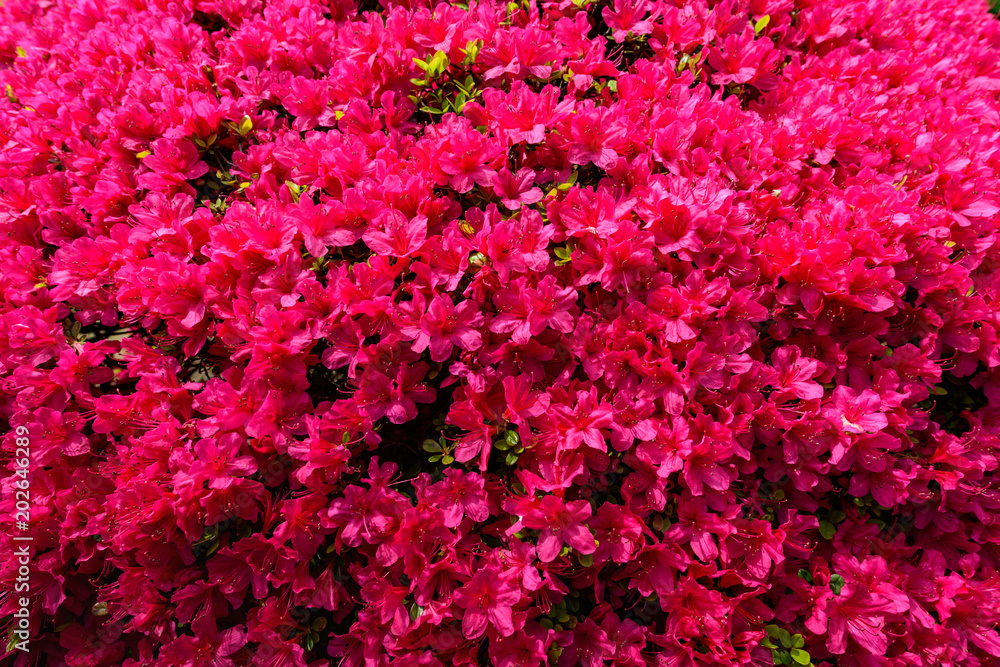 ツツジ Azaleas ツツジ Azaleas