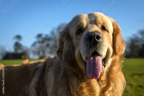 Golden Labrador Retriever out park on a sunny day in Autumn 