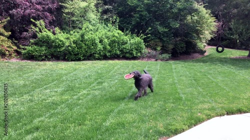 Black labradoodle running jumping to fetch a disc on lush green grass
