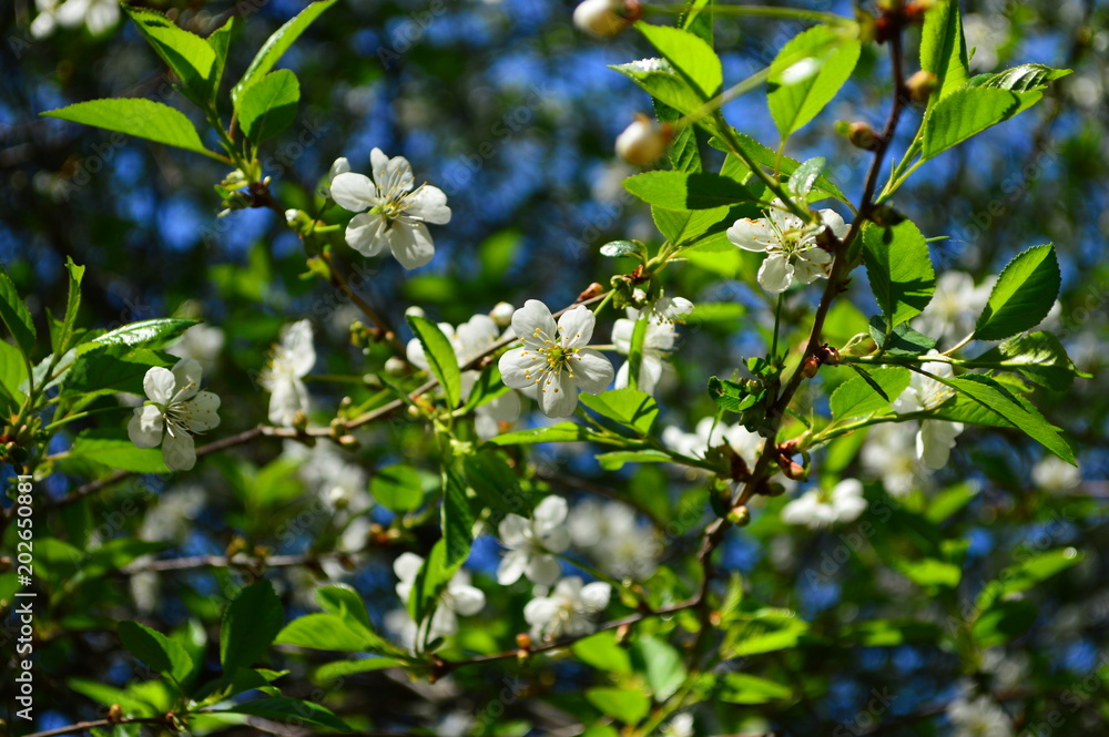 white cherry blossoms on a tree