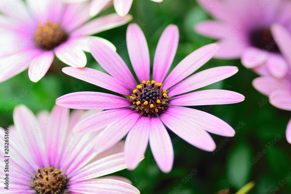 Macro texture of colorful spring Daisy flowers with blurred background in garden Macro texture of colorful spring Daisy flowers with blurred background in garden