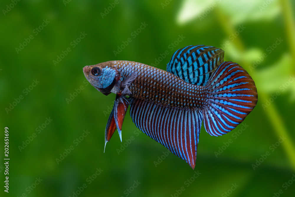 Mahachai betta or Betta mahachaiensis, beautiful Siamese Fighting Fish with green background in Thailand. Mahachai betta or Betta mahachaiensis, beautiful Siamese Fighting Fish with green background in Thailand.