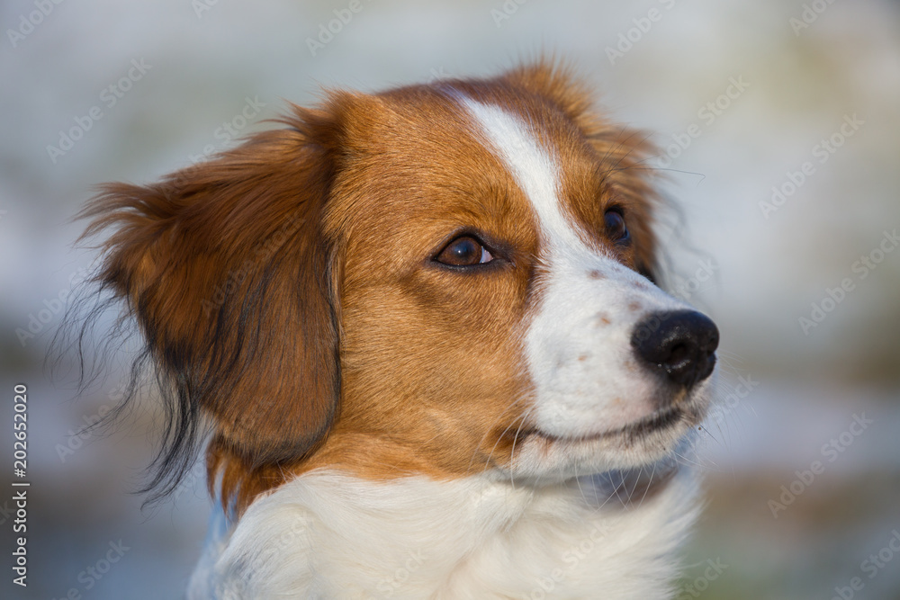 Close uo photo of a Kooikerhondje dog