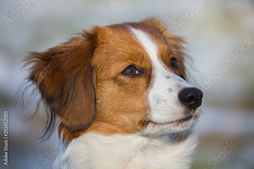 Close uo photo of a Kooikerhondje dog © Nordicfotos