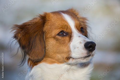 Close uo photo of a Kooikerhondje dog