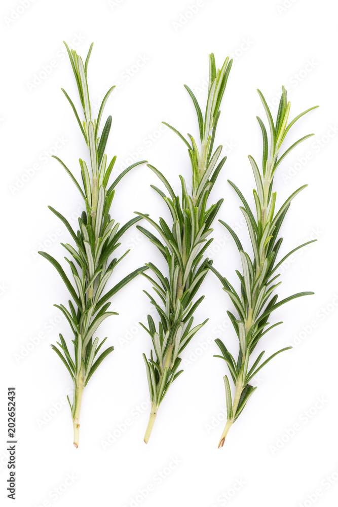 Rosemary spice on the white background. Rosemary spice on the white background.