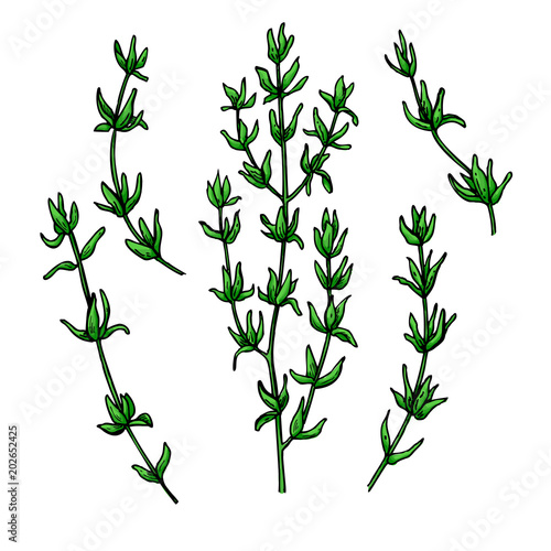 Thyme vector drawing. Isolated thyme plant with leaves.