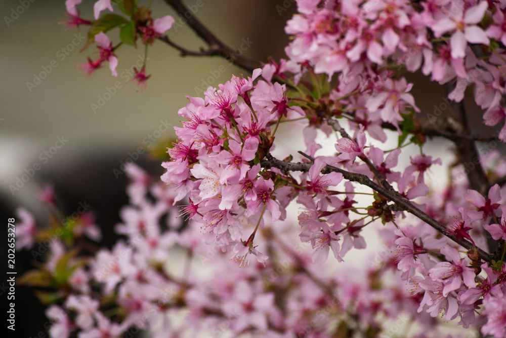Pink Cherry Blossom Blooming Spring Summer Plant Flowers Trees Bee Pink Cherry Blossom Blooming Spring Summer Plant Flowers Trees Bee