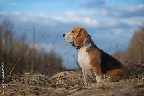 portrait of Beagle dog in the forest
