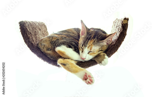 Fototapeta Naklejka Na Ścianę i Meble -  cat sleep on curve bed isolated on white