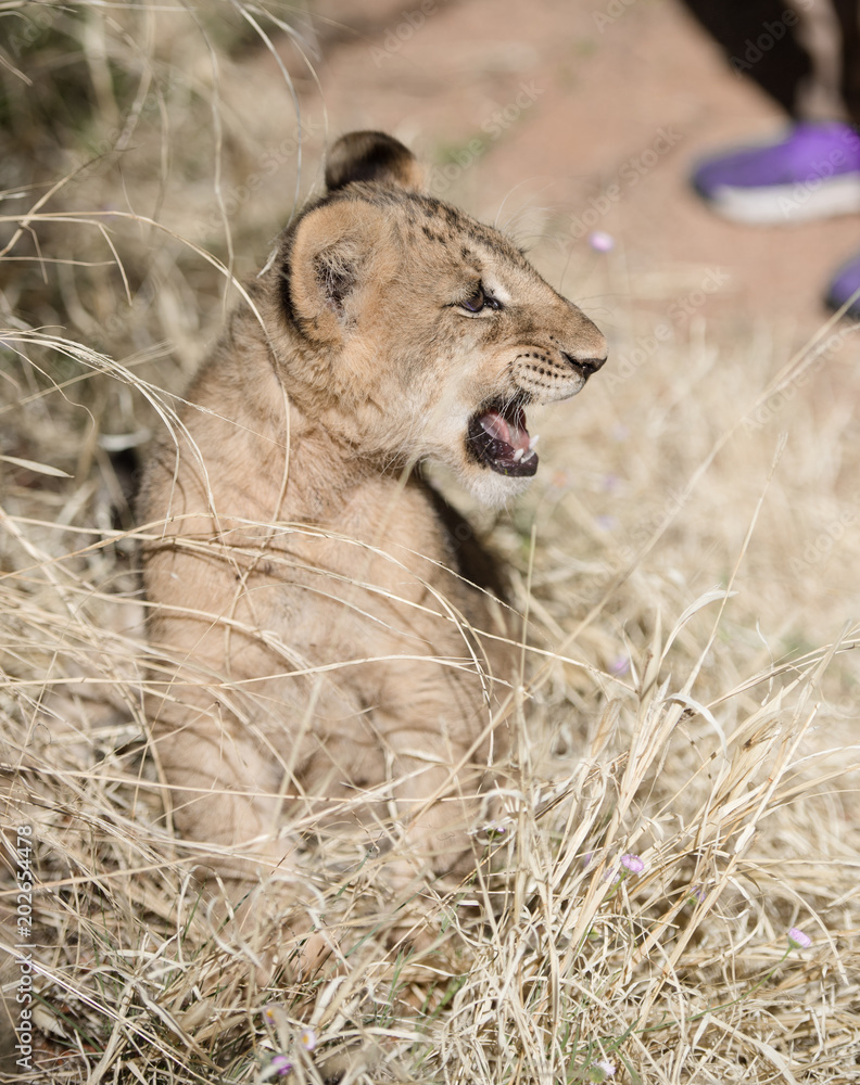 Fototapeta premium African lion cub trying to growl and roar