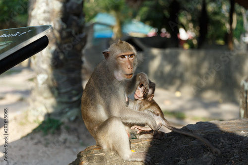 Adult monkeys sits and eating food with monkey baby in the park.