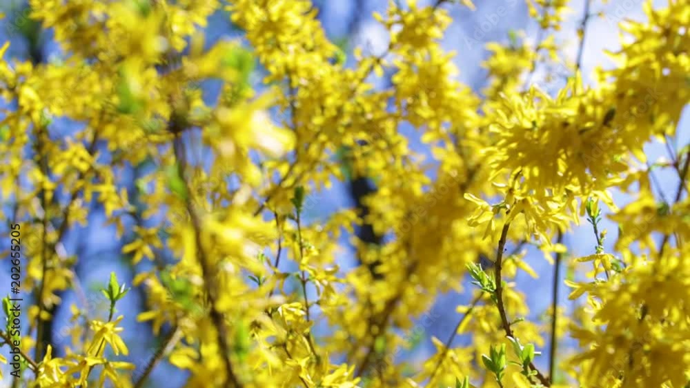Closeup view of beautiful sunny yellow blooming trees in spring. Forsythia bright flowers growing outdoors. Closeup view of beautiful sunny yellow blooming trees in spring. Forsythia bright flowers growing outdoors.