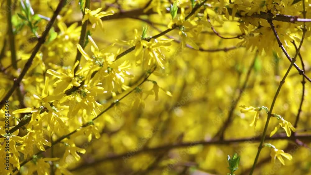 Closeup view of beautiful sunny yellow blooming trees in spring. Forsythia bright flowers growing outdoors. Closeup view of beautiful sunny yellow blooming trees in spring. Forsythia bright flowers growing outdoors.