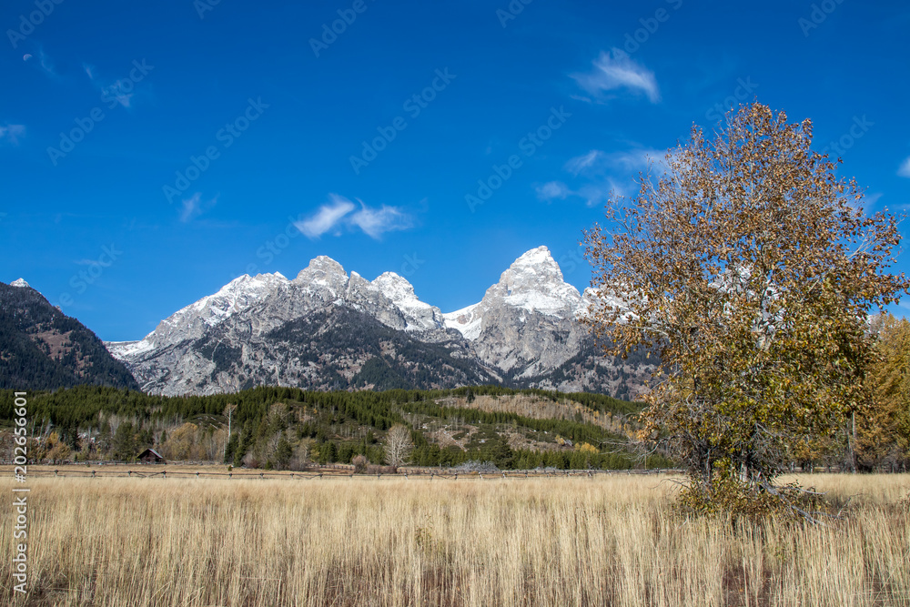 The beautiful peaks of the Wyoming mountains in Grand Teton National Park. In the foreground is a colorful autumn tree.