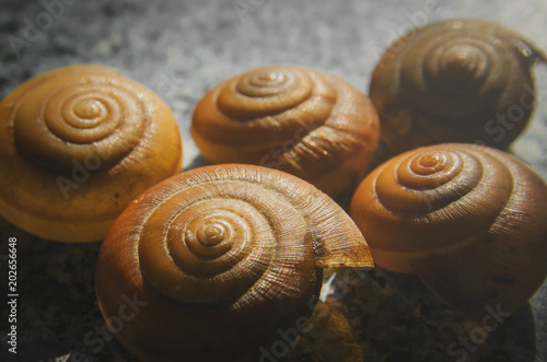 Macro of snail shell and snail peel, Carcass of dead snail sell.