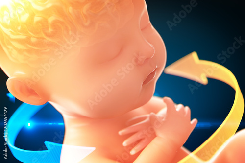 Babys brain and nervous system,3d rendering fetus with brain x-ray inside, 3d illustration. photo