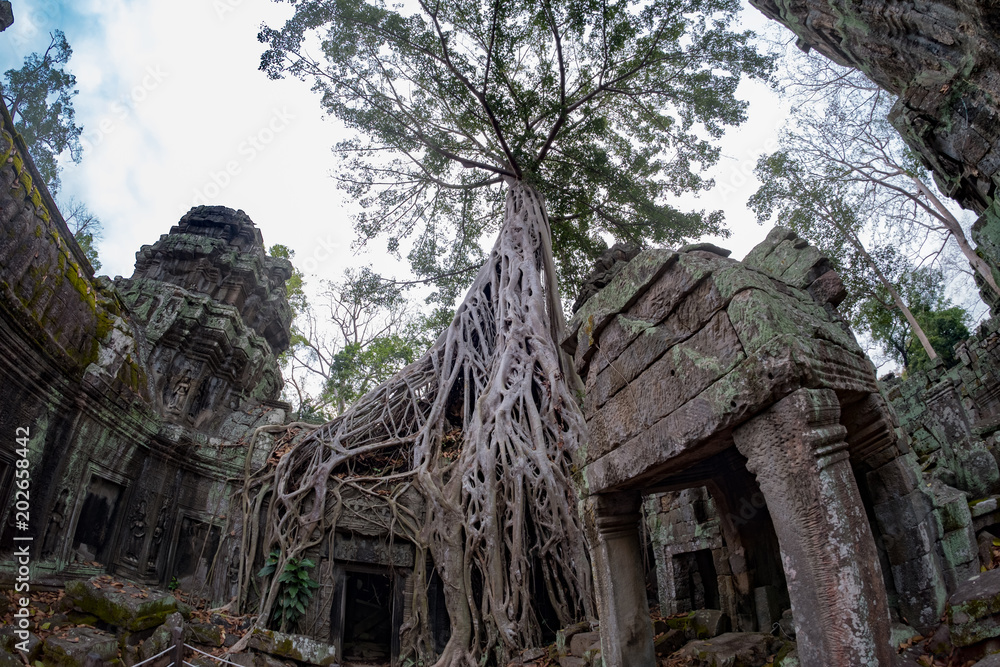 Trees of Ta Phrom