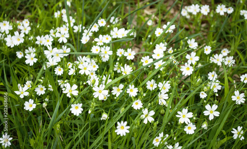 Sternmieren auf einer Wiese im Frühling, Stellaria