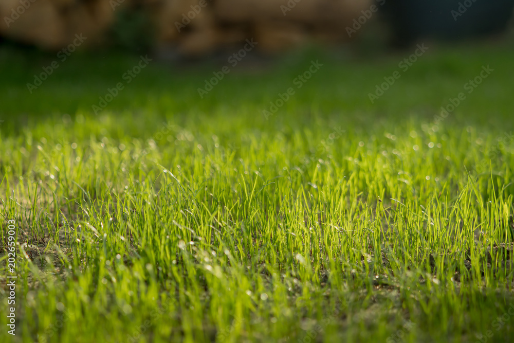 New grass grows outside in the garden New grass grows outside in the garden