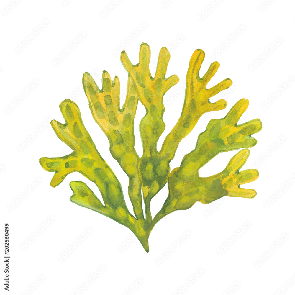 watercolor algae fucus