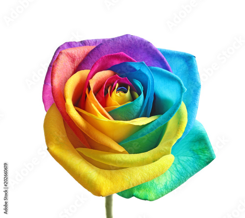 Amazing rainbow rose flower on white background