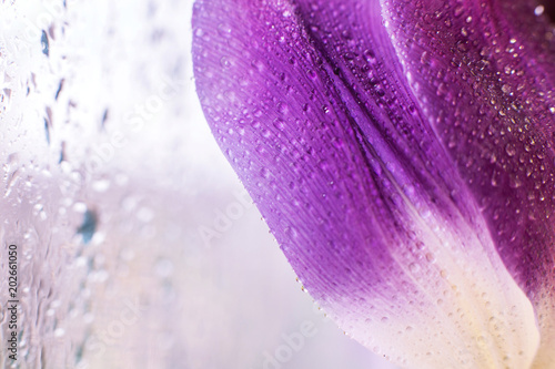 flower petal with water droplets macro. tulip