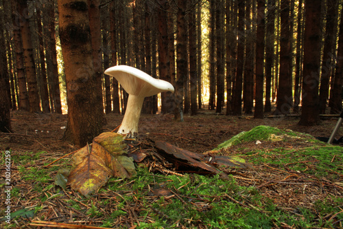 champignon russule de fiel photo