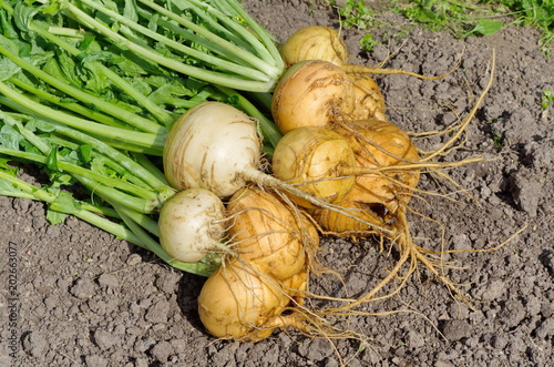 Fresh crop of turnip in the vegetable garden