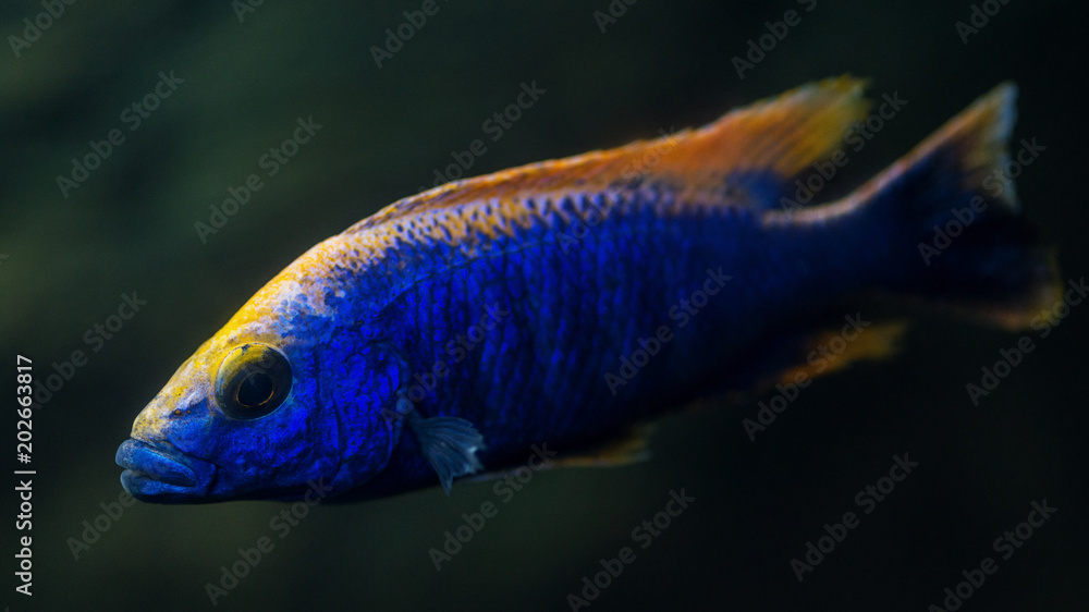 Fish in the aquarium. Colorful fish on dark background Fish in the aquarium. Colorful fish on dark background