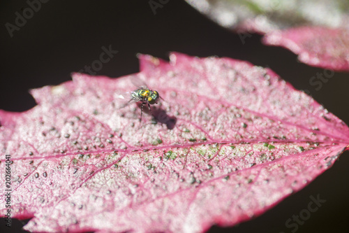 Tiny Fly on red Hibiscus leaf