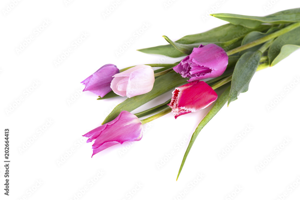 Bouquet of colorful tulips isolated on white background. Spring bouquet.