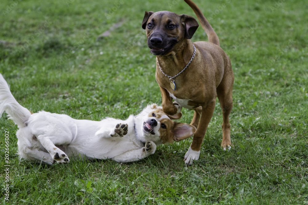 Jack Russel plays with other dog