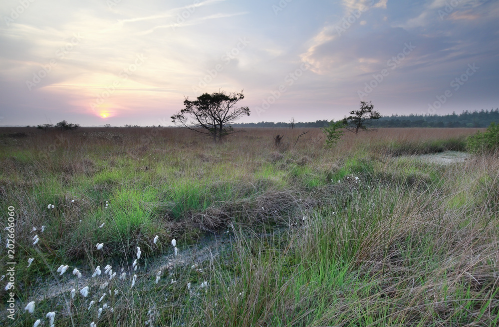sunset over marsh in summer