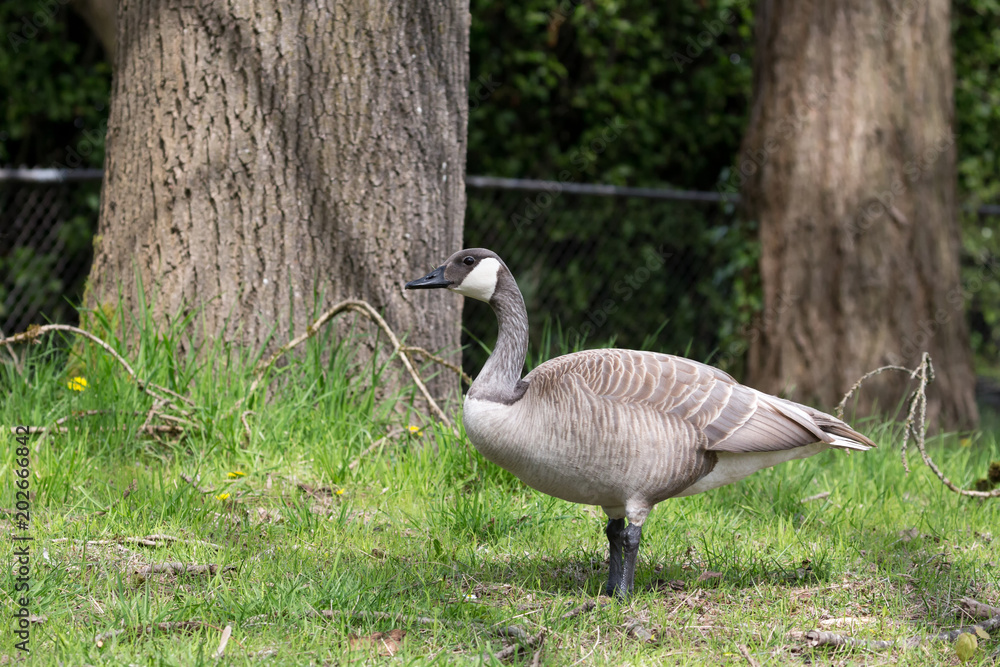 Fototapeta premium Albino Canadian goose