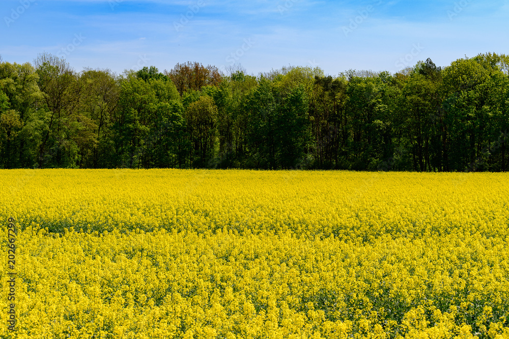 field of yellow rape