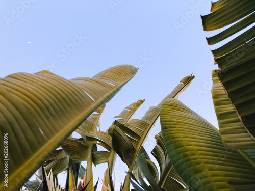  Tropical palm tree. Abstract palm texture for nature background