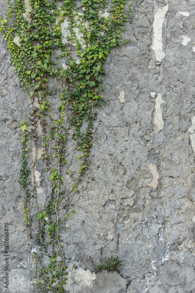 vertical background with texture of a gray plaster . vertical background with texture of a gray plaster .