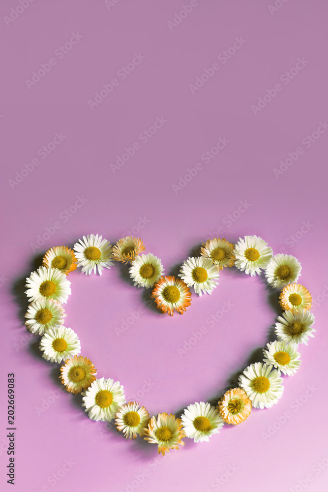 Flowers daisies in shape of heart on violet background top view with copy space. Mothers day, wedding, Valentines, fathers, family day, love concept.