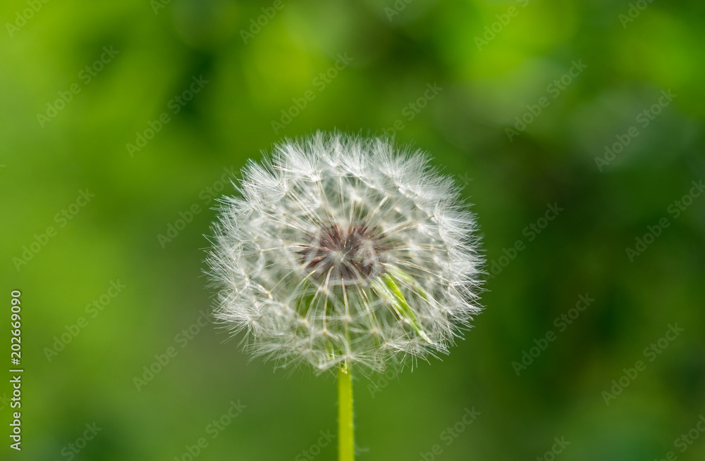 flowering dandelion flowering dandelion
