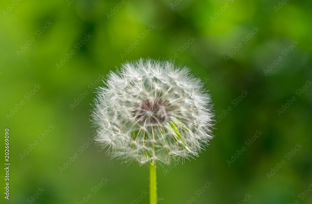 flowering dandelion