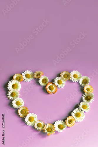Flowers daisies in shape of heart on violet background top view with copy space. Mothers day  wedding  Valentines  fathers  family day  love concept.