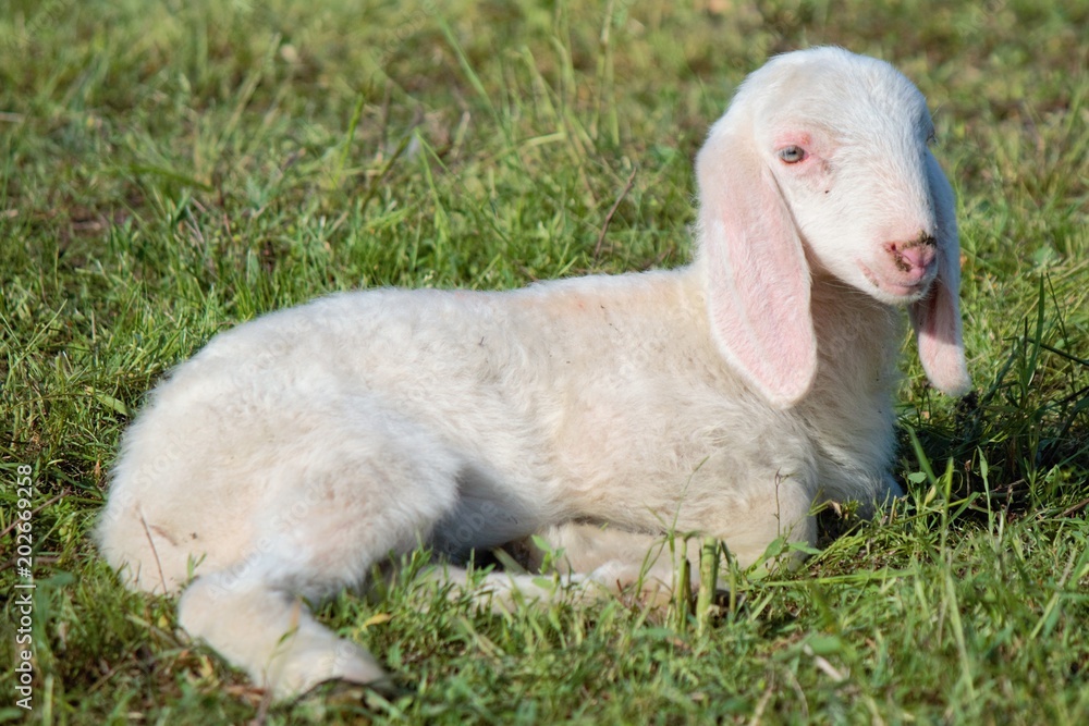 Fototapeta premium Agnello