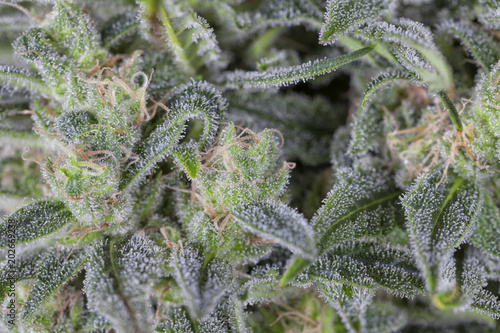 A cannabis indica flower in full flowering process