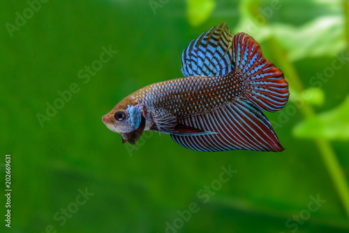 Mahachai betta or Betta mahachaiensis, beautiful Siamese Fighting Fish with green background in Thailand. photo