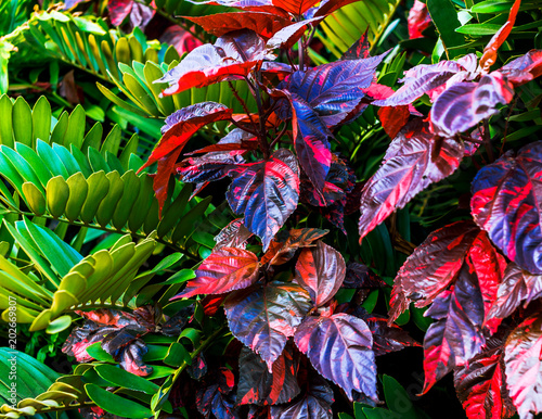 Succulent plants with vibrant colors in subtropical climate