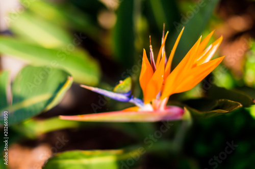 Bird of paradise Strelitzia plants with vibrant colors in subtropical climate