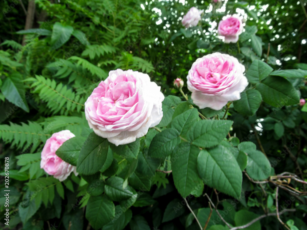 Pink Hybrid Tea rose of Rosa odorata cultivar on the bush in the garden.  Beautiful juicy greens with a contrasting rosa flower close-up in summer or  spring Stock Photo | Adobe Stock