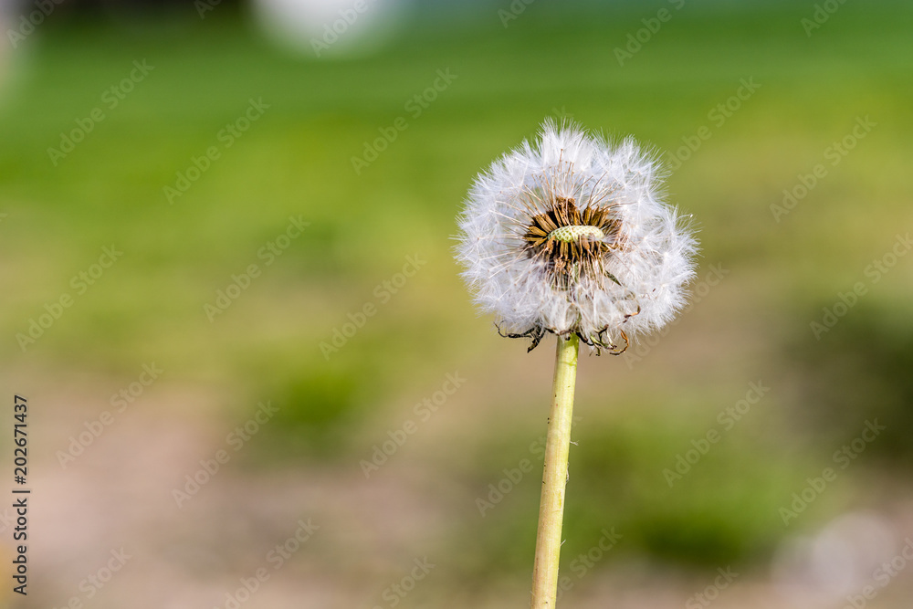 dandelion blowball