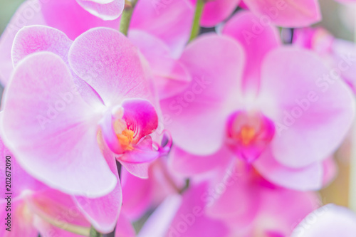 closeup of of pink blooming phalaenopsis orchid  exotic flower